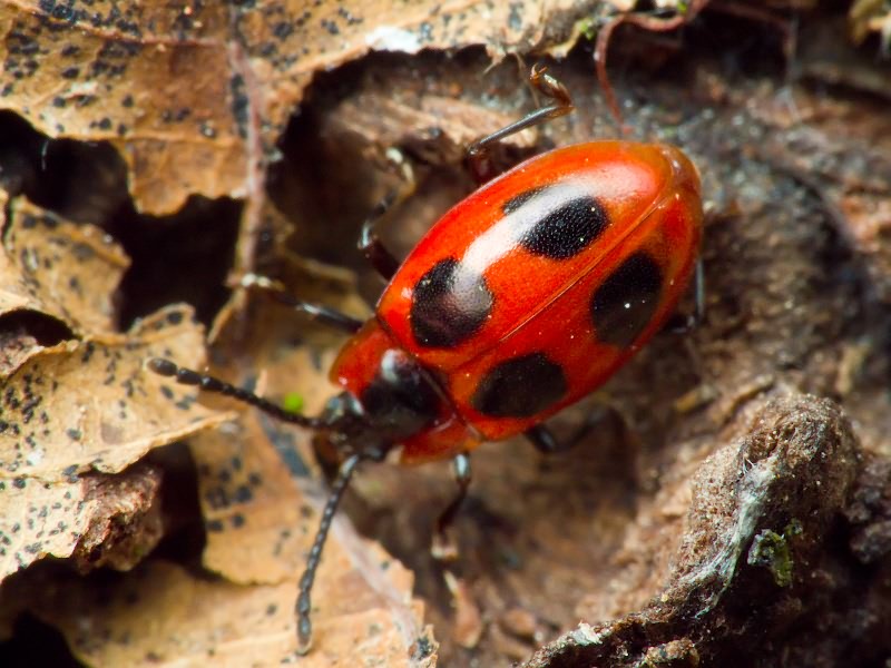 Endomychus coccineus (Linnaeus, 1758)